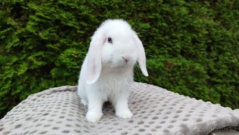 Zakrslý beránek, králíček, králík - HARRY - 7
