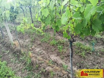 Němčičky - vinice, sady, les, orná půda 34 673 m2 – pozemek - 7