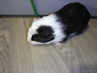 Morčata - samečci - 7