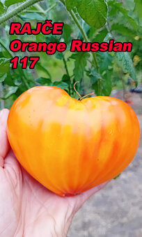 Semínka - rajčata, chilli, papriky, ačokča a další - 7