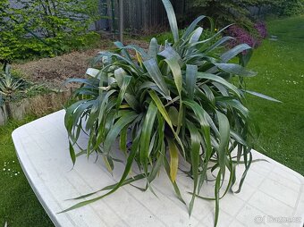 Billbergia nutans - bilbergie, čínský oves. Kvete od září do - 7