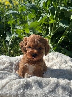Cavapoo s pp- registrací - 7