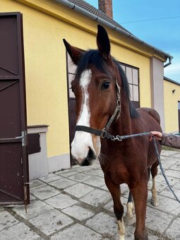 mladý valach po Chacoon Blue - 7