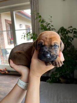 Štěňátka Tosa Inu s PP - 7