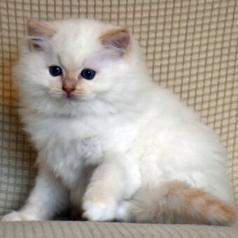 RAGDOLL koťátka: - 7
