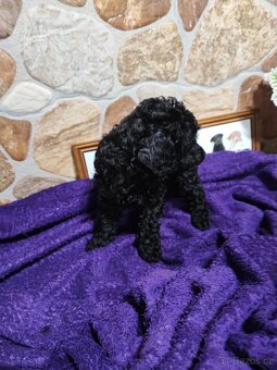 Pudl trpasličí černý a hnědý s P.P. - 7