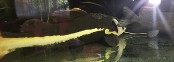 Akvarium - 7