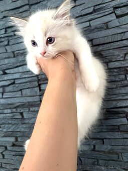 Ragdoll kocourek - 7