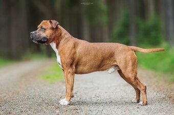 Americký stafordšírský teriér s PP - 7