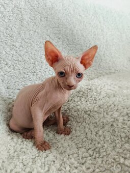 Sphynx koťátka - 7