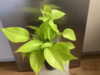 Pokojové kvetiny - 7