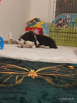 Border kolie štěně - 7