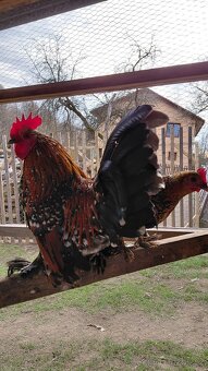 Zakrslá rousná - 7