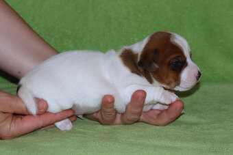 štěňata Jack Russell teriéra s PP - 7
