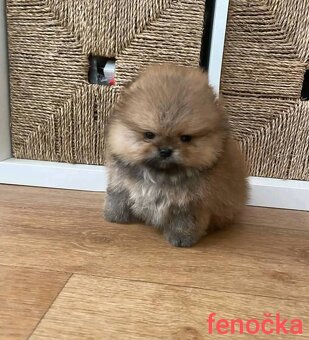 Pomeranian mini - 7