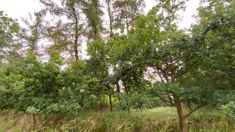 Prodej lesního pozemku - 7