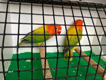 agapornis fischeri - 7