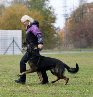 Německý ovčák s PP - 7