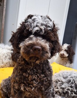 Lagotto romagnolo s PP (italský vodní pes) - 7