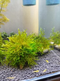 🌿 Krevetárium 30l 🌿 - 7