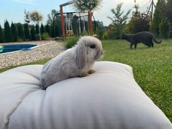 Zakrslý beránek Minilop - samičky - 7
