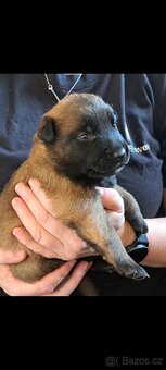 Belgický ovčák malinois s PP - 7