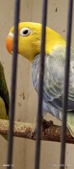 Agapornis fiseri - 7