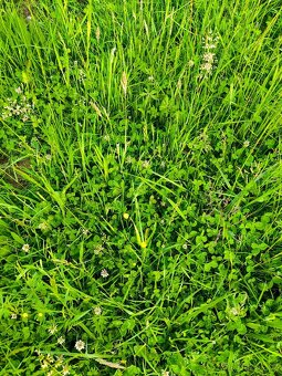 Pastevní volné ustájení - 7