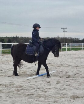 Klisna Shetlandský pony - 7