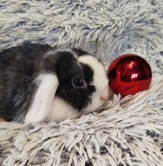 Minilop - anglický zakrslý beránek s VP - 7