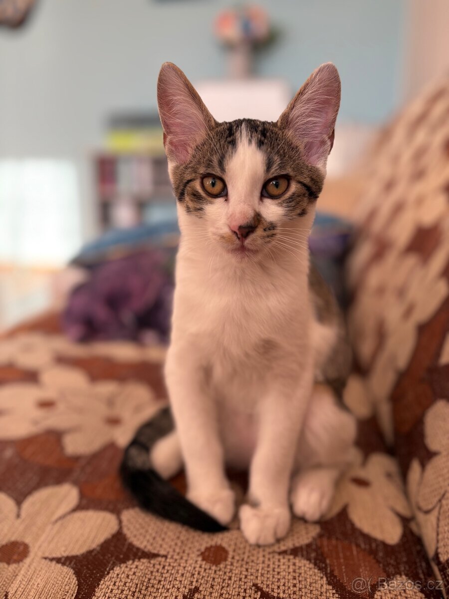 Daruji dva kocoury - 8