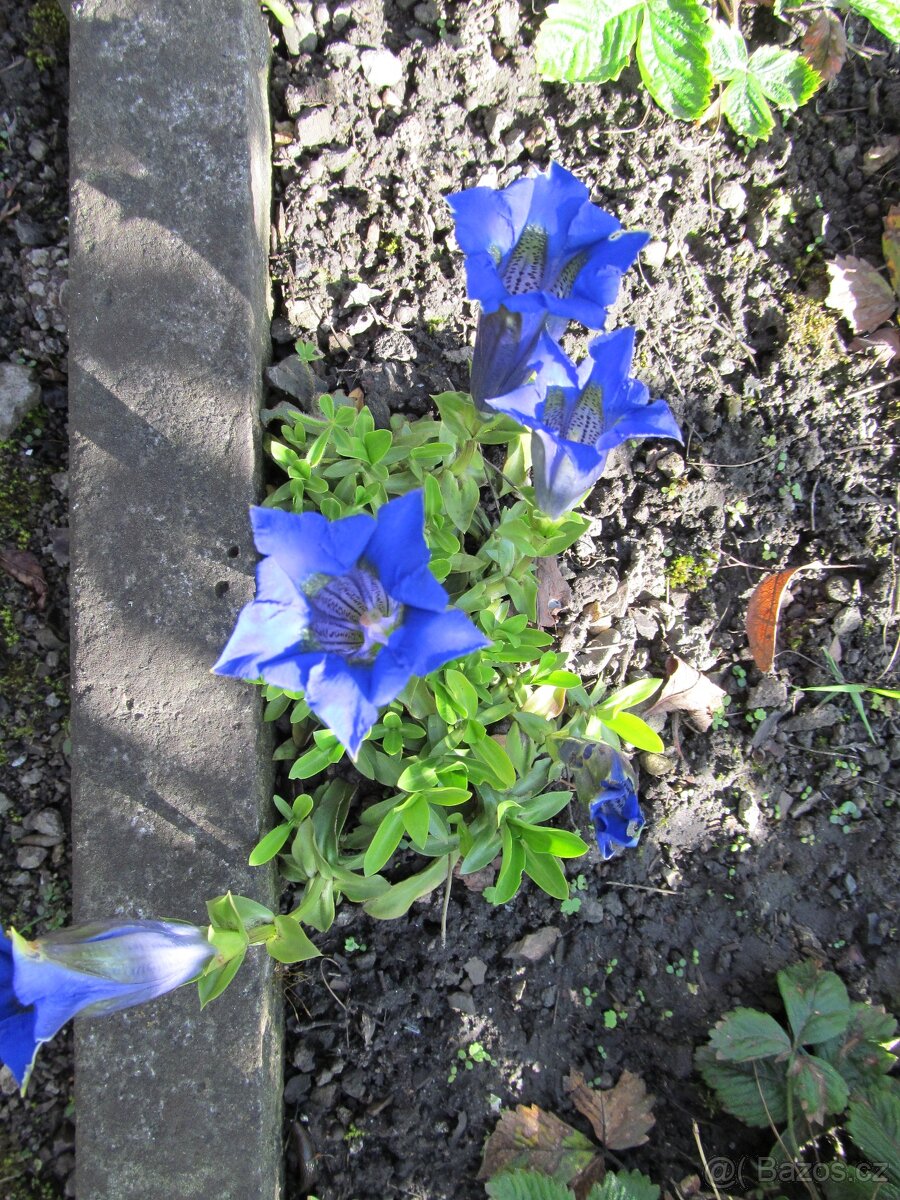 Netřesky na skalku, zídku, střechu - 8