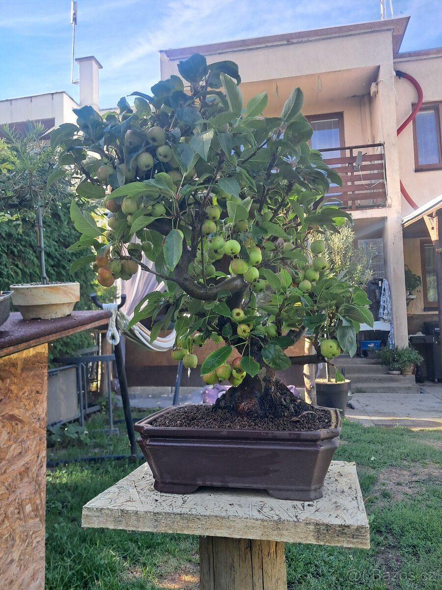 Bonsaj,bonsai Jabloň - 8