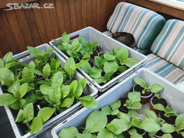 Tabak Virginský semínka - 8