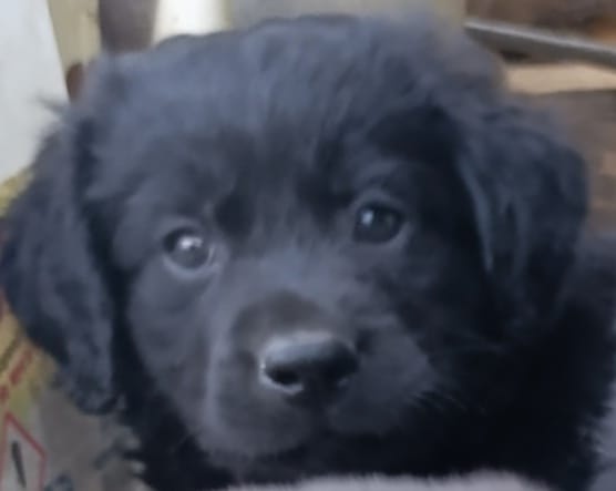 Štěňátka Labradorský retrívr - 8