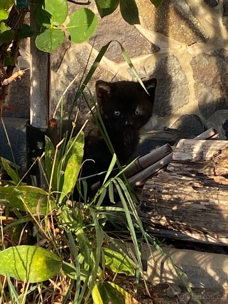 Daruji do dobrých rukou koťátko - 8