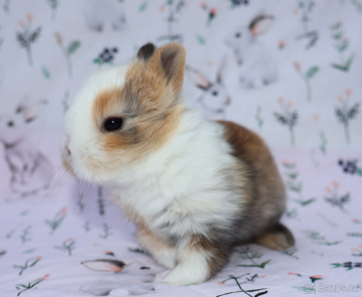 Zakrslý králíček sameček krátkouchý LOT . - 8