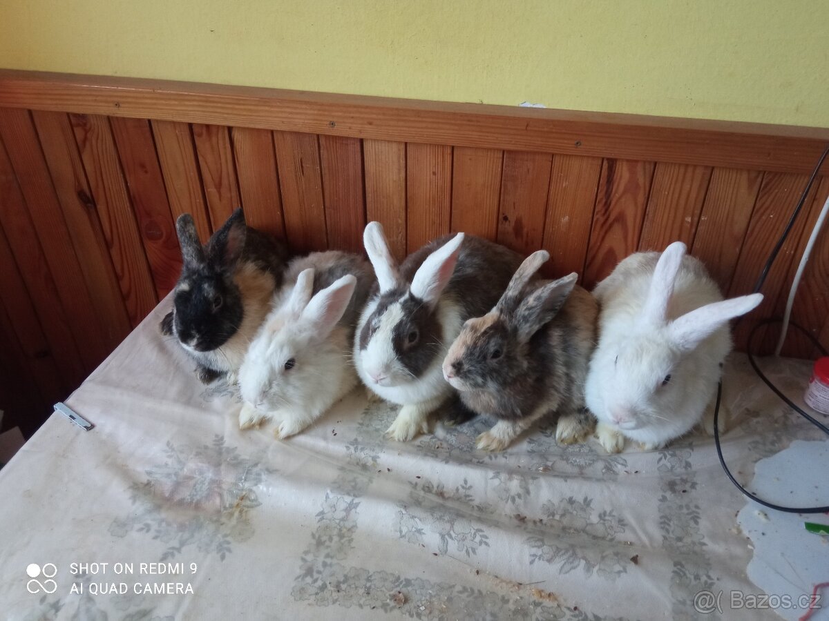 Zakrslý králík - 8