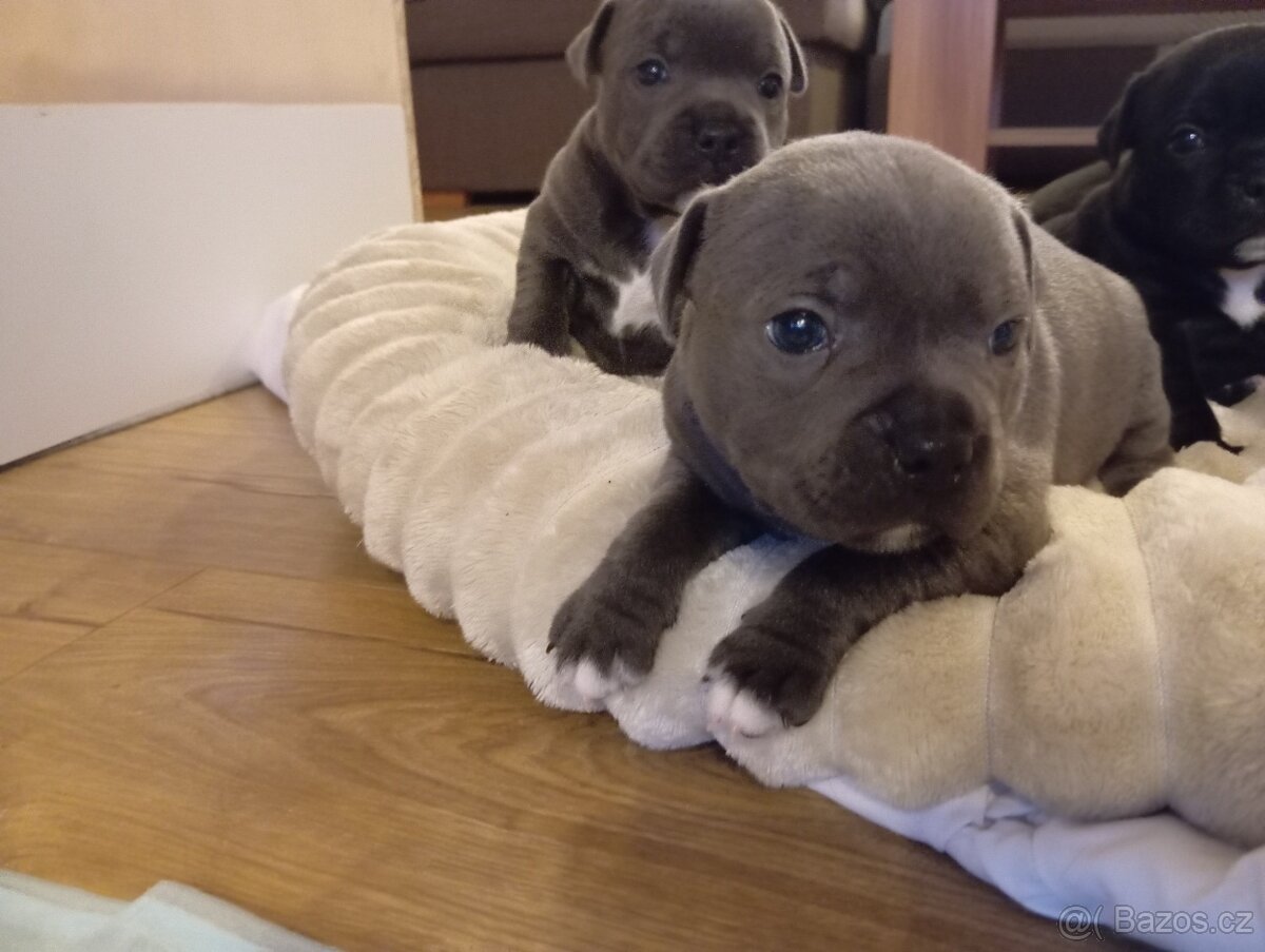 Stafordšírský bulteriér - 8