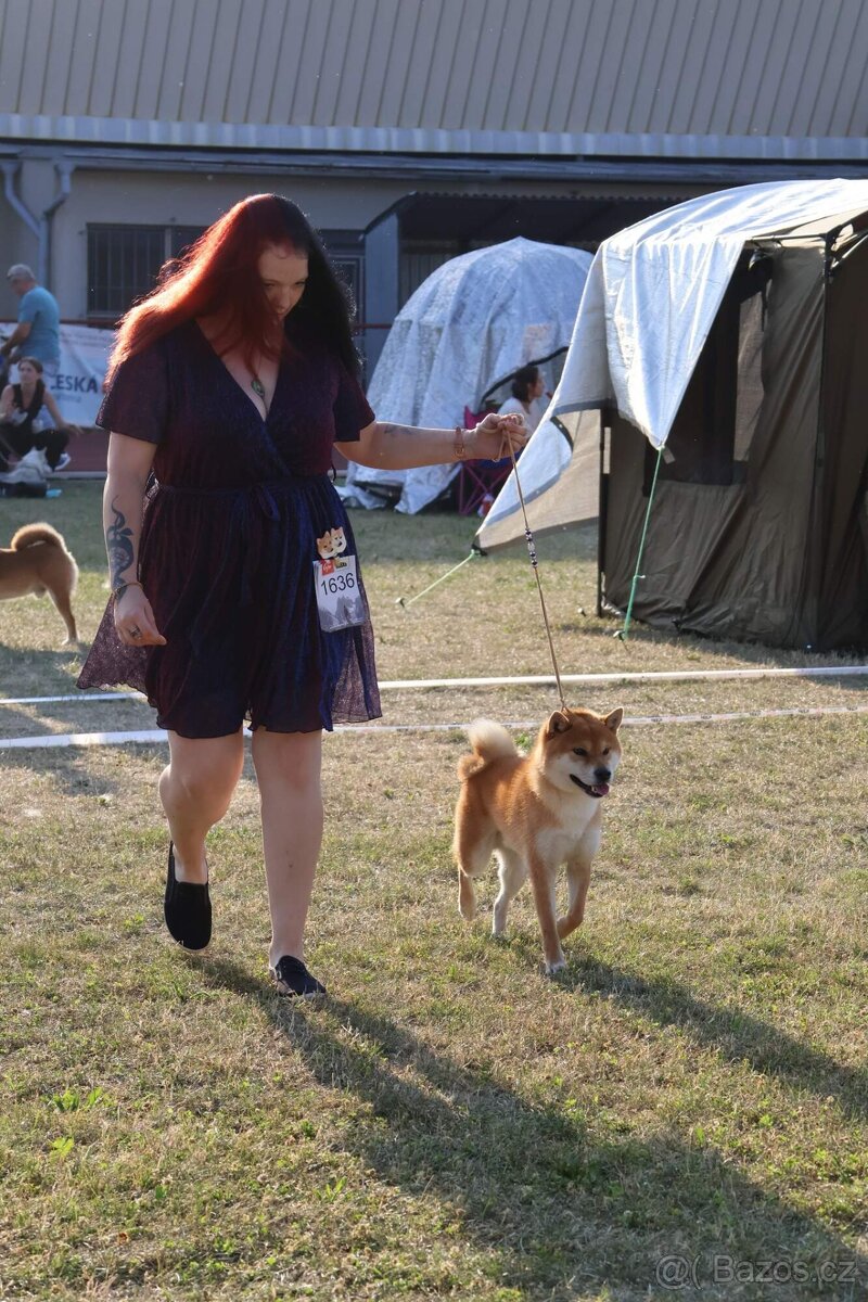 Shiba s PP FCI - 8