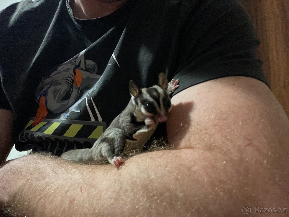 Vakoveverka 🐿️ Létavá - 8