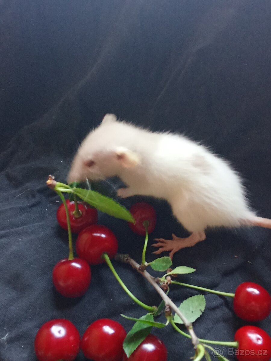 Potkan dumbo , tři sestřičky - 8