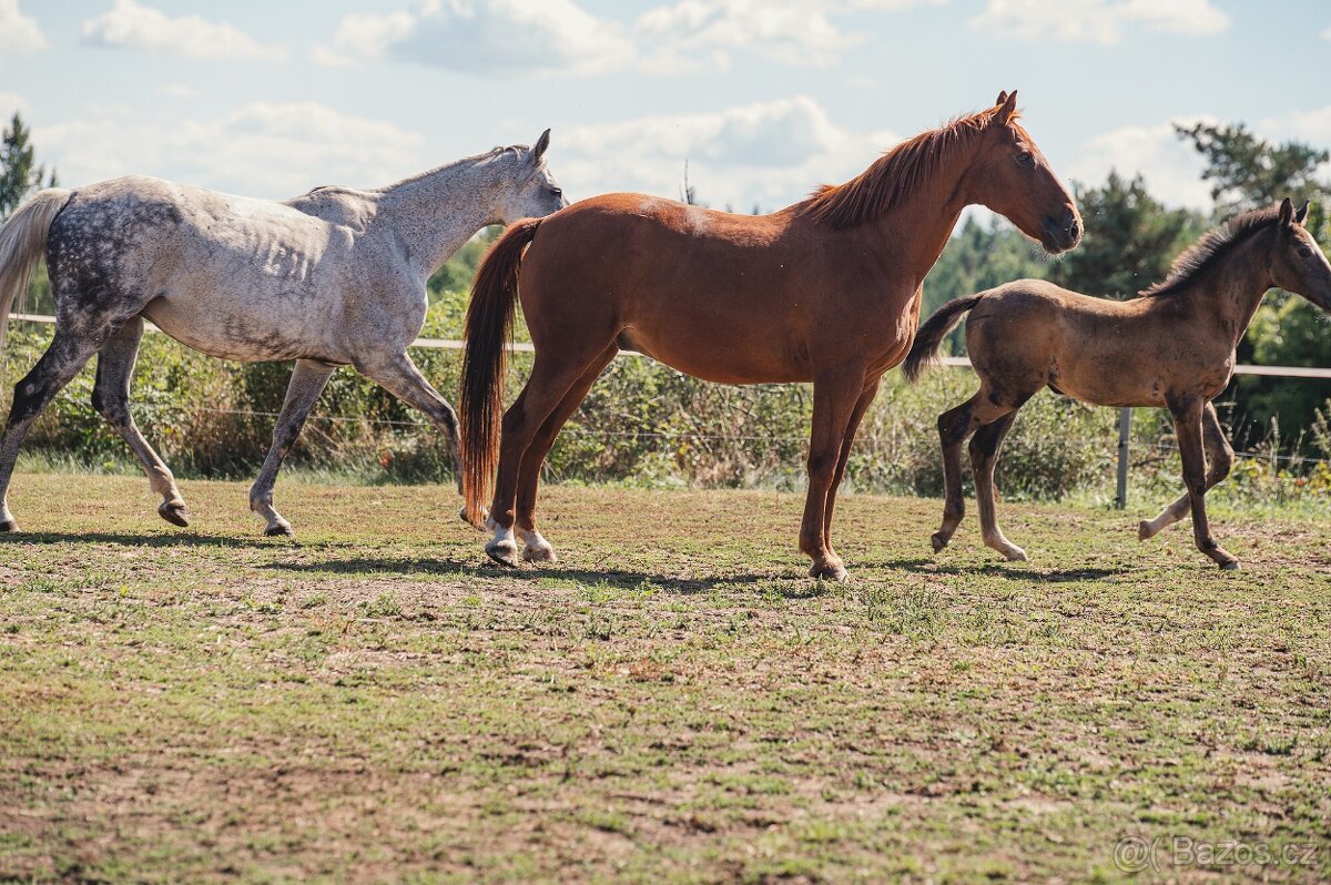 Valach 15 let do agroturistiky nebo jako hobby kůň - 8