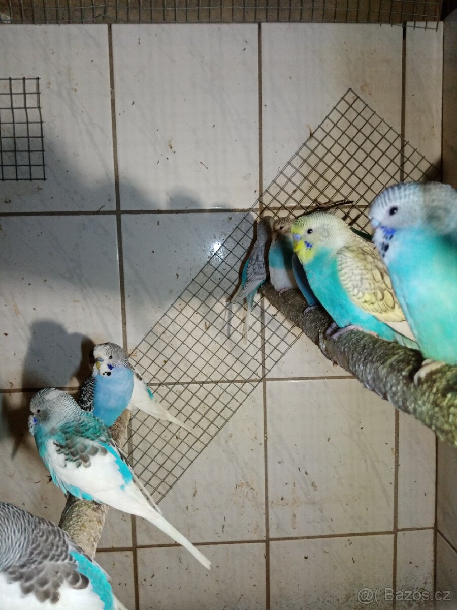 Andulka - andulky - 8