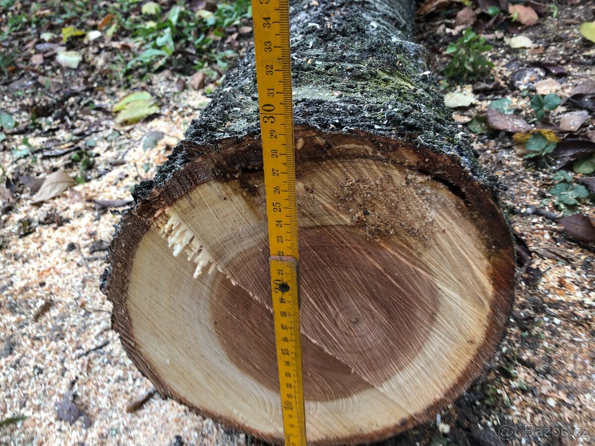 Prodám kmen třešně - vhodné pro řezbáře nebo stolaře - 8