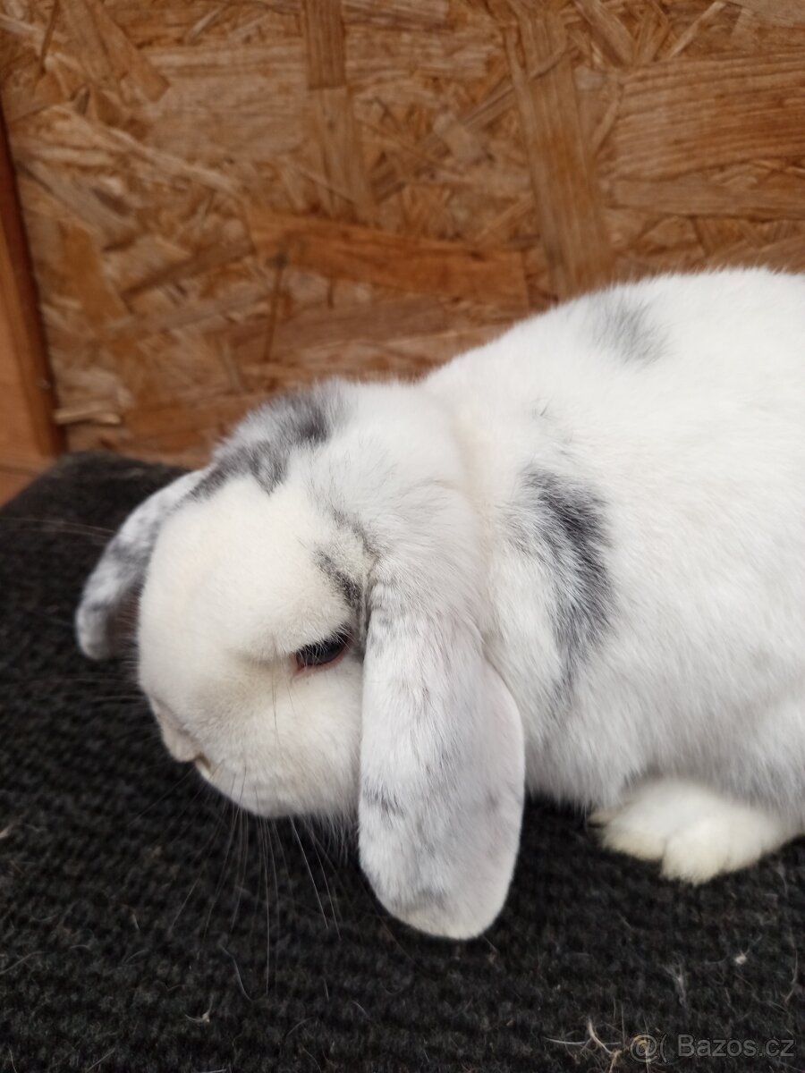 Zakrslý beran rhönský - 8