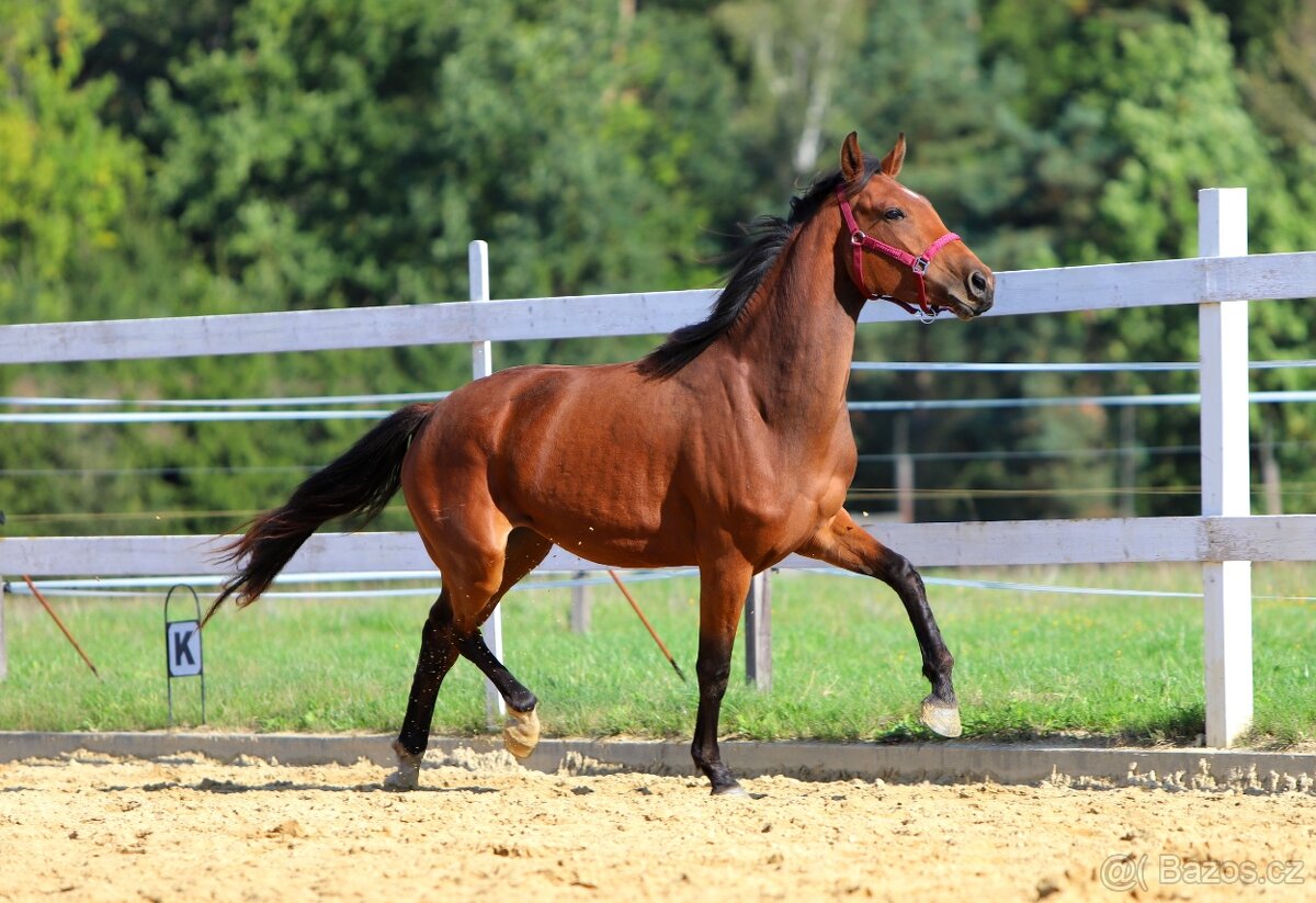 ____Klisna český teplokrevník___ - 8
