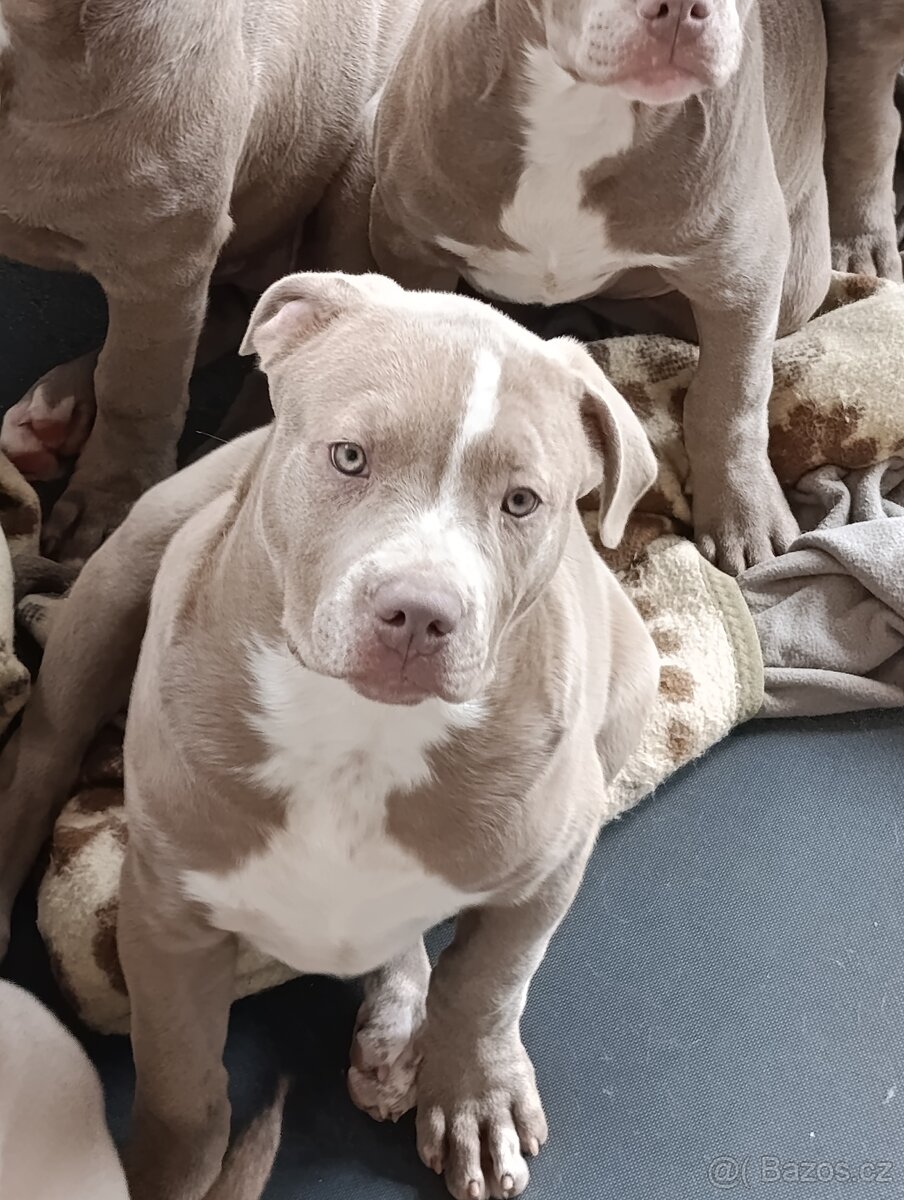 American bully xl xxl - 8