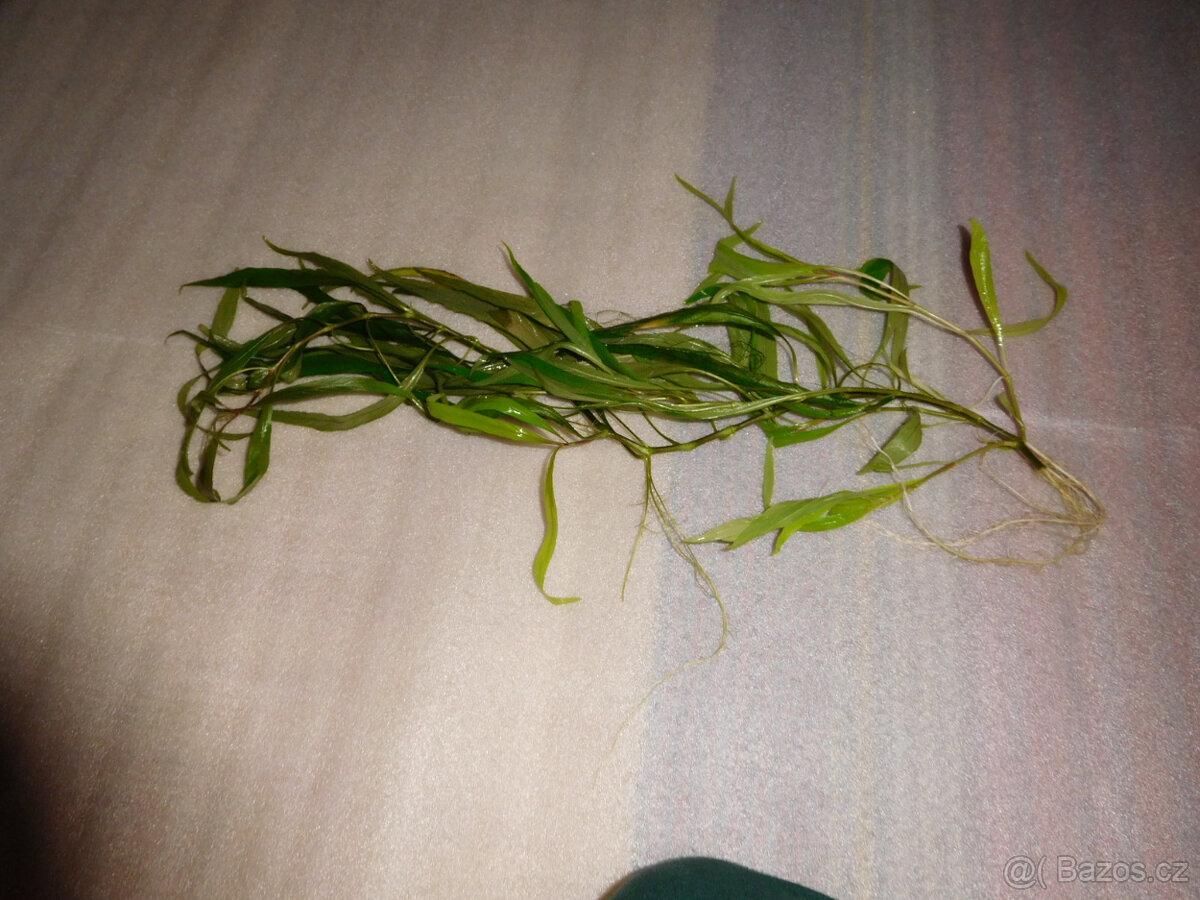 Rostliny - 8