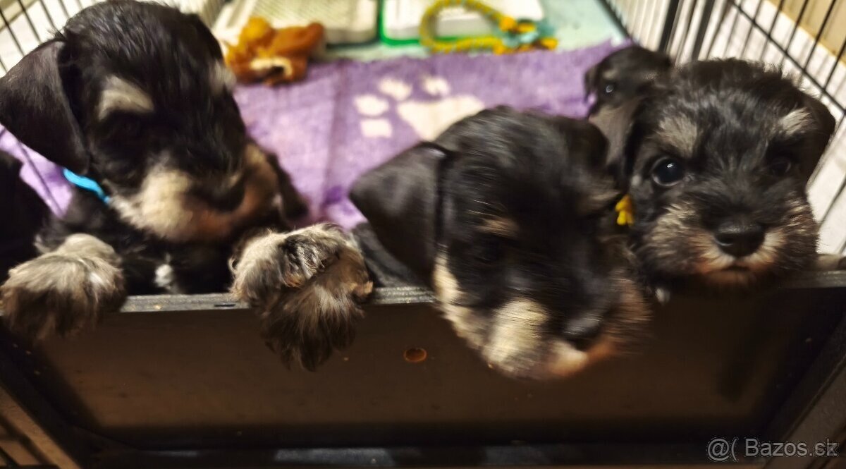 Knírač malý černostříbřitý - 8